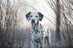 standing Dalmatian