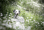 Dalmatian in the flower field