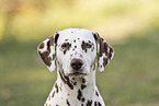 Dalmatian portrait