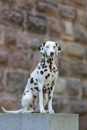 sitting Dalmatian