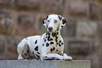 lying Dalmatian