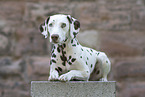 lying Dalmatian