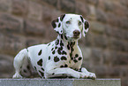 lying Dalmatian