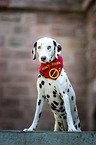 standing Dalmatian