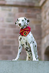 standing Dalmatian