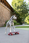 Dalmatian with Skateboard
