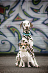 Dalmatian and Jack Russell Terrier