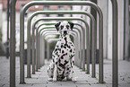 sitting Dalmatian