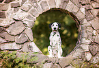 sitting Dalmatian