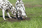 2 Dalmatians