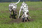 2 Dalmatians