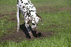 digging Dalmatian