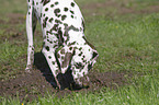 digging Dalmatian