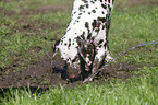 digging Dalmatian