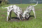 2 Dalmatians
