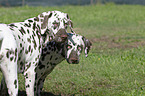 2 Dalmatians