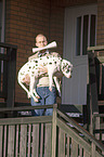 Man carries Dalmatian with spondylosis