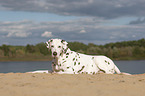lying old female dalmatian