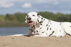 lying old female dalmatian