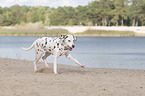 running old dalmatian