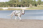 running old dalmatian