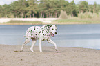 running old dalmatian