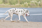 running old dalmatian