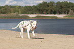 running old dalmatian