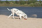 dalmatian