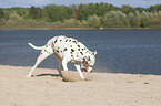 dalmatian