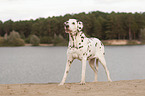 standing old female dalmatian