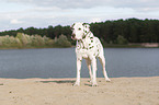 standing old female dalmatian