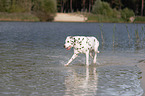 running old dalmatian