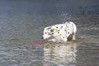 playing dalmatian