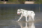 running old dalmatian