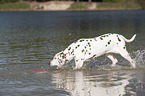 playing dalmatian