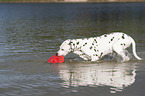 playing dalmatian