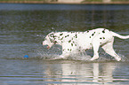 playing dalmatian