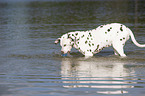playing dalmatian