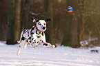 Dalmatian in the snow