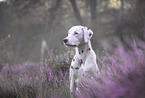Dalmatian Portrait