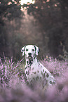 Dalmatian Portrait