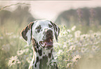 Dalmatian Portrait