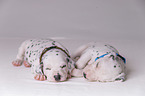 sleeping Dalmatian puppies