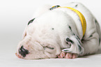 sleeping Dalmatian puppy