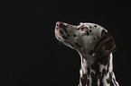 female dalmatian