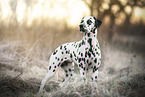 Dalmatian