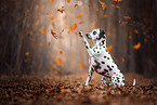 Dalmatian in autumn