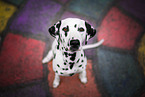 sitting Dalmatian