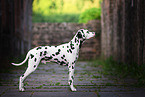 standing Dalmatian
